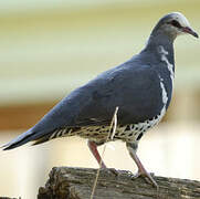 Wonga Pigeon