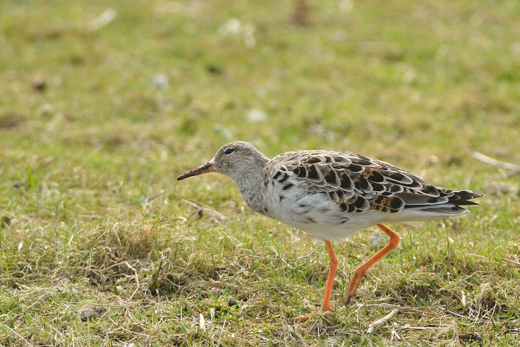 Combattant variéadulte