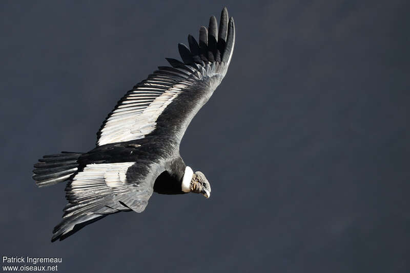 Condor des Andes mâle adulte, pigmentation, Vol