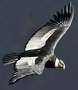 Condor des Andes