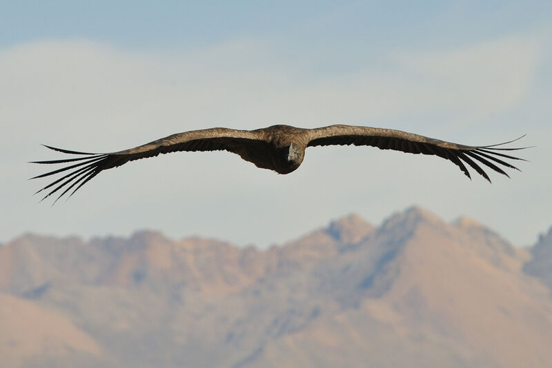 Condor des Andes mâle immature