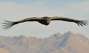 Condor des Andes