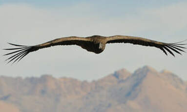 Condor des Andes