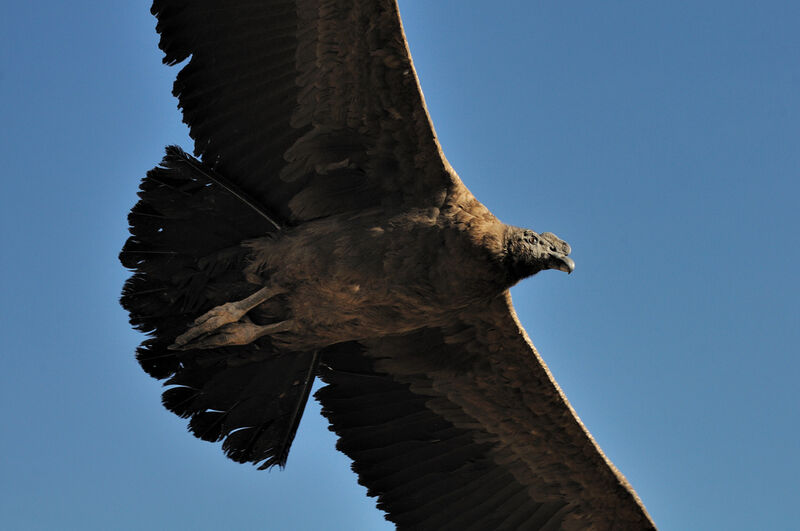 Condor des Andes mâle immature