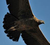 Andean Condor