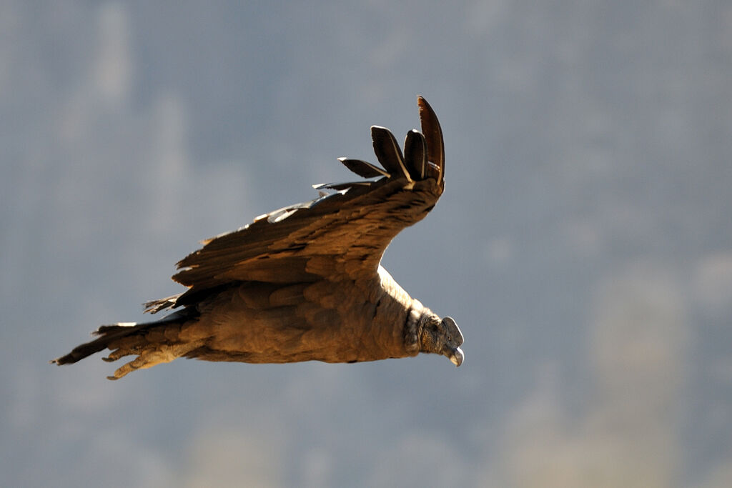 Condor des Andes mâle immature