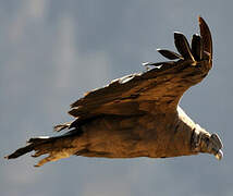 Andean Condor