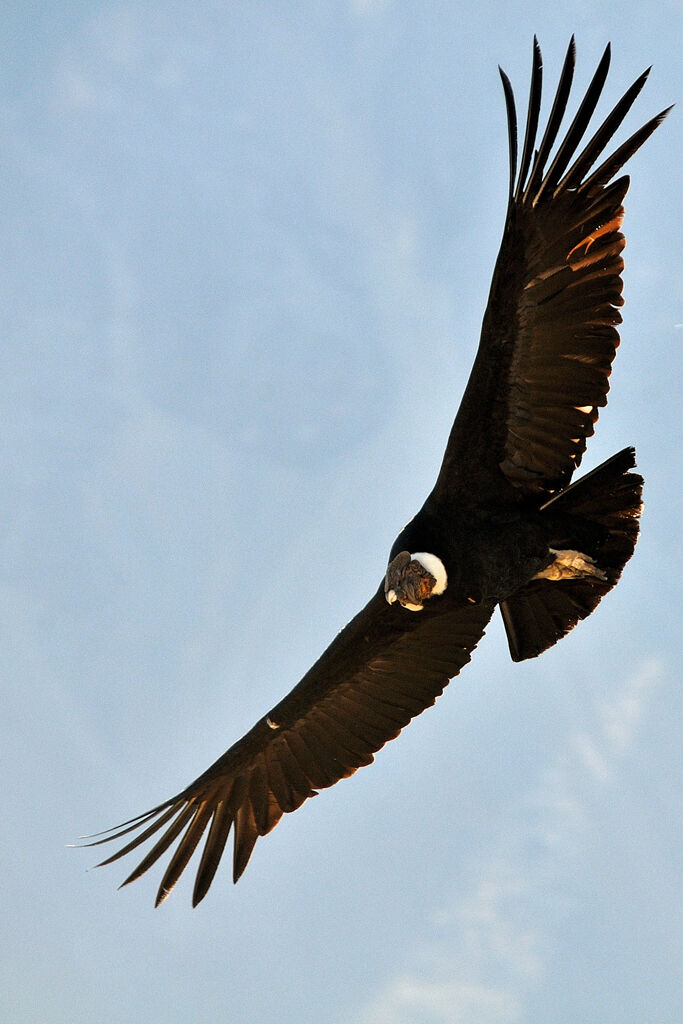 Condor des Andes mâle adulte, identification