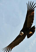 Condor des Andes