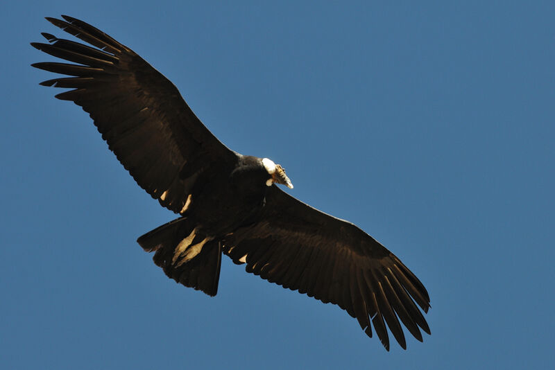 Condor des Andes mâle adulte, identification