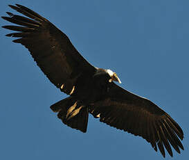 Condor des Andes