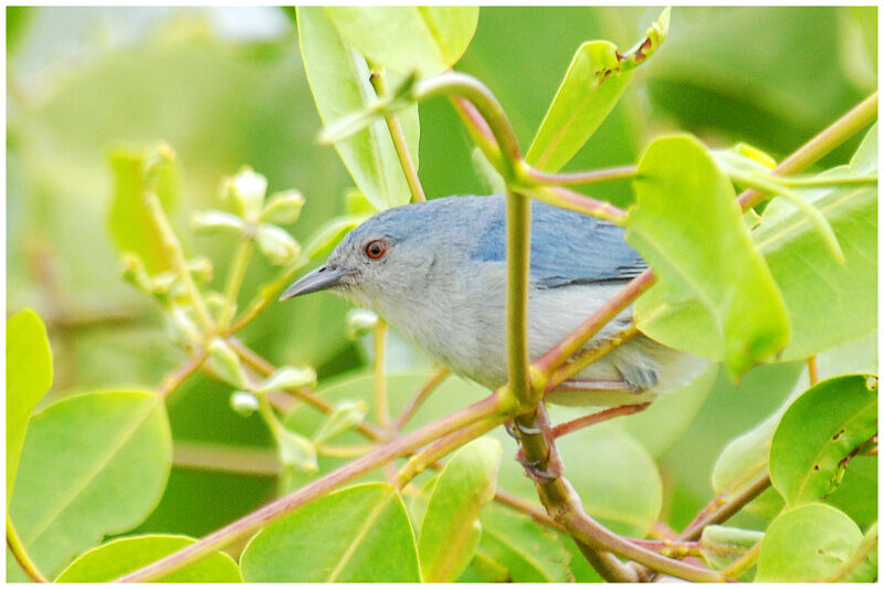 Bicolored Conebilladult