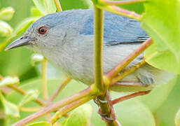 Bicolored Conebill