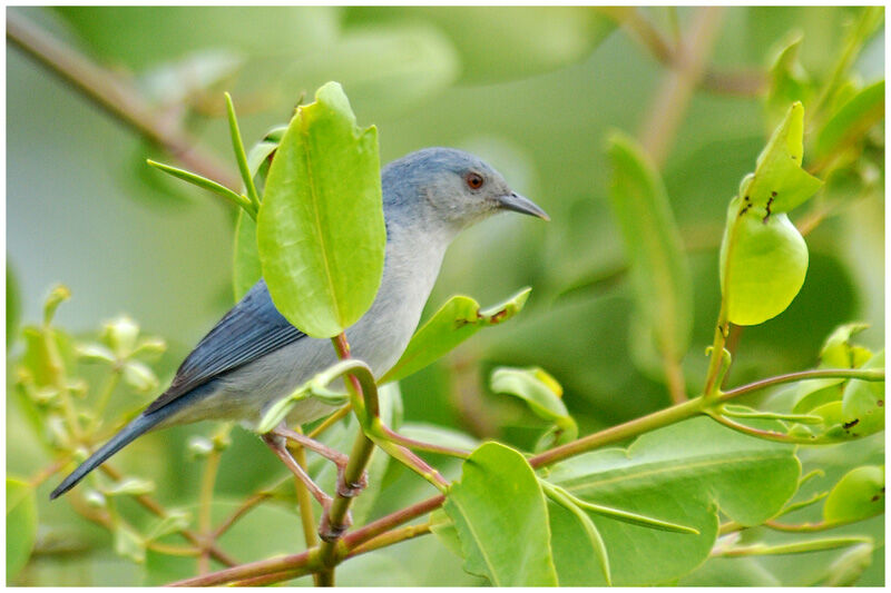 Conirostre bicoloreadulte