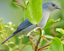 Bicolored Conebill