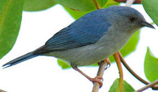 Bicolored Conebill