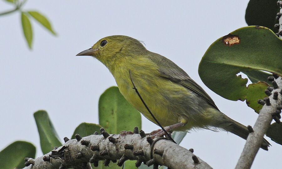 Conirostre bicoloreimmature