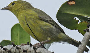 Bicolored Conebill