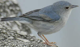 Bicolored Conebill