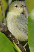 Bicolored Conebill