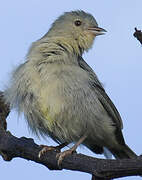 Bicolored Conebill