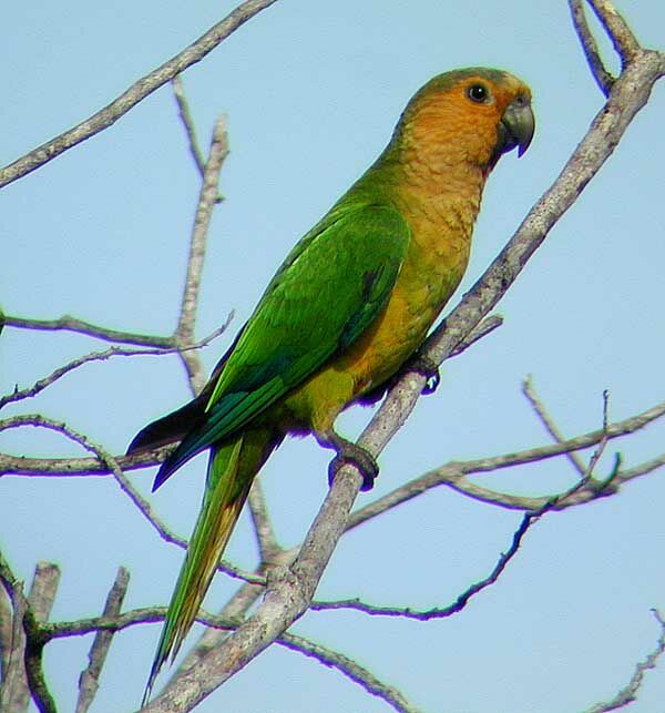 Conure cuivrée