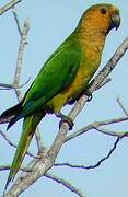 Brown-throated Parakeet