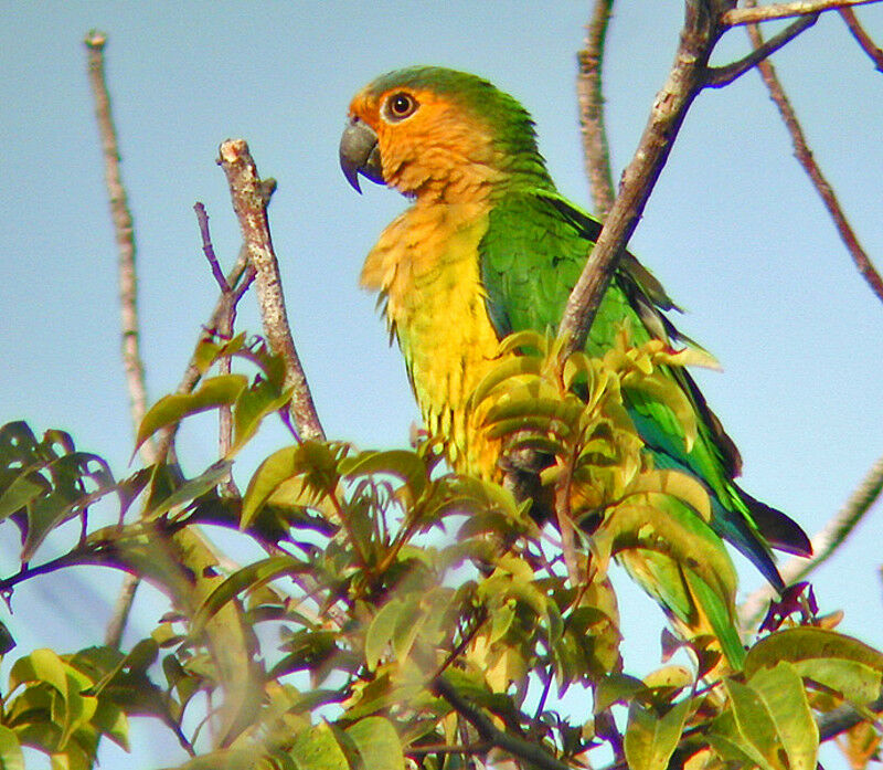 Conure cuivrée