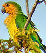 Conure cuivrée