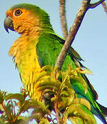 Brown-throated Parakeet