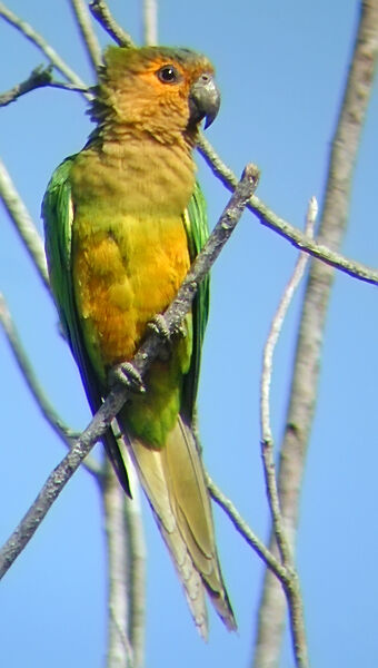 Brown-throated Parakeet