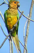 Brown-throated Parakeet