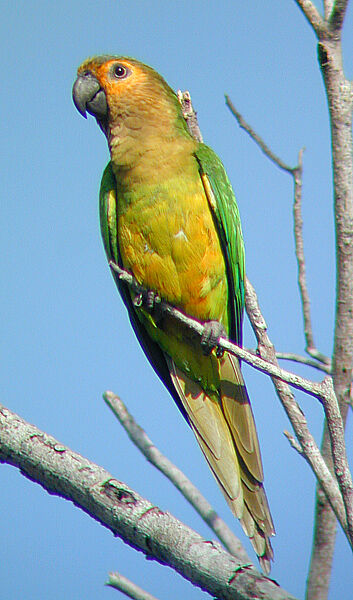 Conure cuivrée