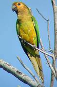 Conure cuivrée