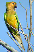 Brown-throated Parakeet