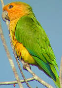 Brown-throated Parakeet