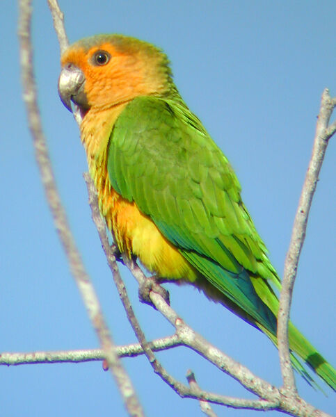 Brown-throated Parakeet