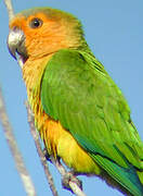 Brown-throated Parakeet