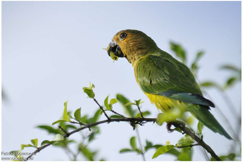 Conure cuivréeadulte, pigmentation, régime