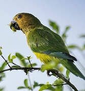 Brown-throated Parakeet