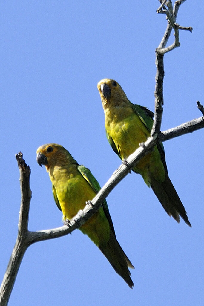 Conure cuivréeadulte