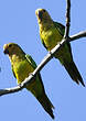 Conure cuivrée