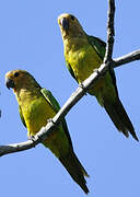 Brown-throated Parakeet