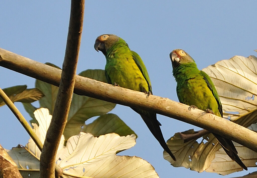 Dusky-headed Parakeetadult