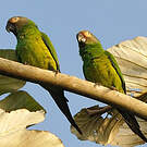 Conure de Weddell