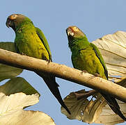 Conure de Weddell