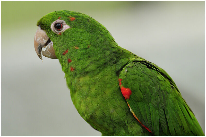 White-eyed Parakeetadult, identification