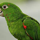 Conure pavouane