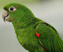 White-eyed Parakeet