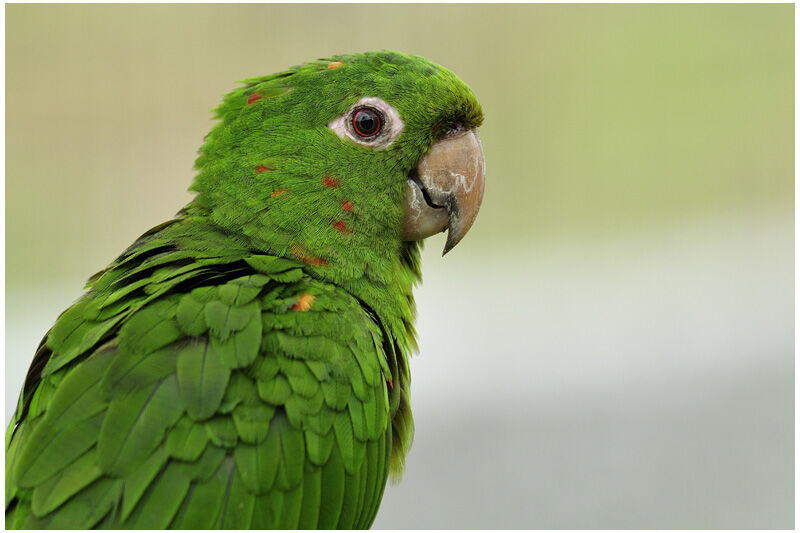 Conure pavouaneadulte, identification